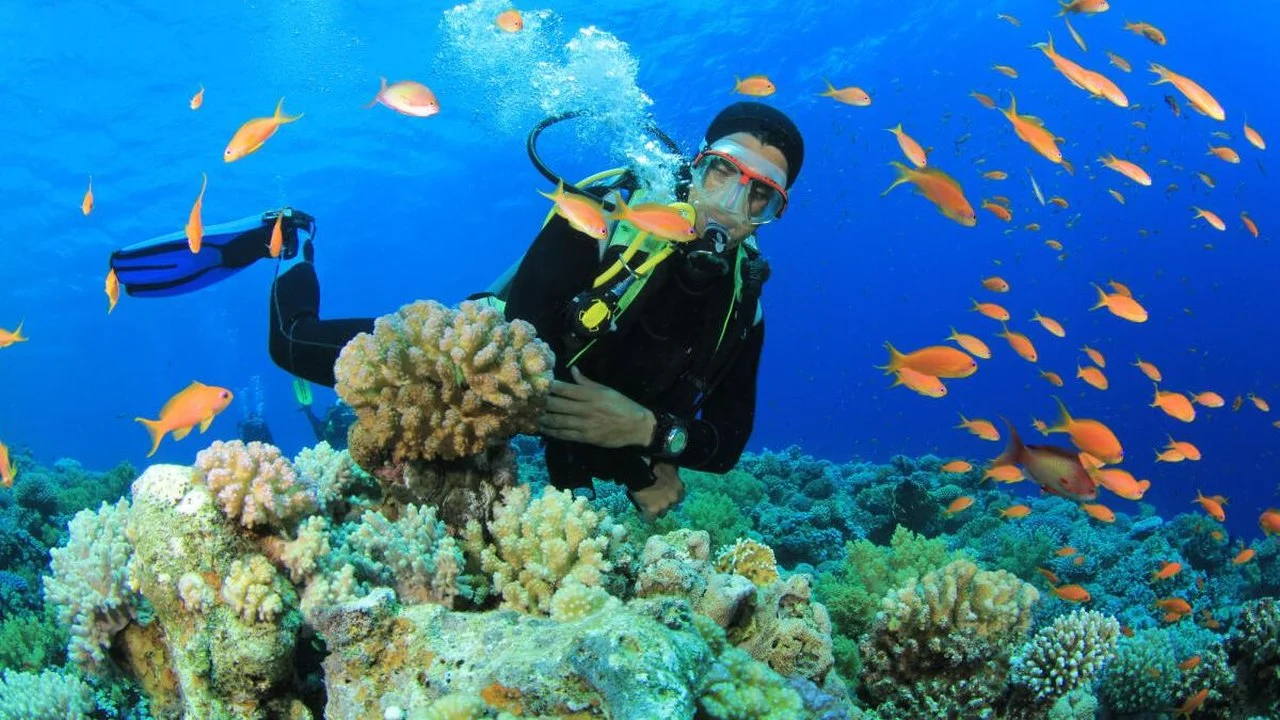 2026世界海洋日潜水赛事前瞻：安达曼卡伦与兰奇社区赛程压力解析